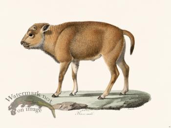 Cuvier 066 Bison Male